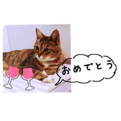 [LINEスタンプ] my cat me-chann 4
