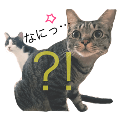 [LINEスタンプ] 我が家の雑種ねこ(くー＆つゆ＆もこ)