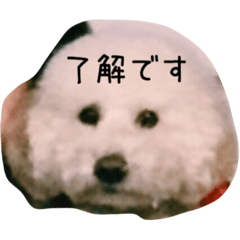 [LINEスタンプ] 毎日おにゃ子
