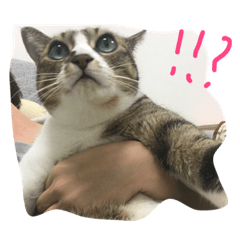 [LINEスタンプ] ねこのいちご