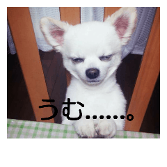 [LINEスタンプ] タロウと愉快な仲間たち