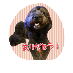 [LINEスタンプ] ノアのご挨拶
