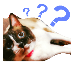 [LINEスタンプ] 宮猫ミュー太