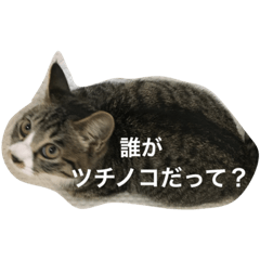 [LINEスタンプ] もずくちゃんスタンプ