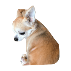 [LINEスタンプ] チワワんとコーギー