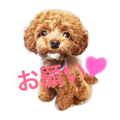 [LINEスタンプ] トイプードル こたろう