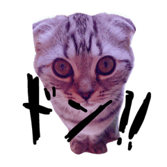 [LINEスタンプ] スコのふく