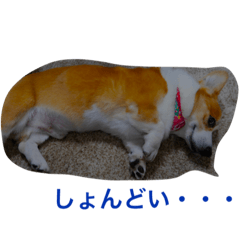 [LINEスタンプ] コタローのイマドキ言葉