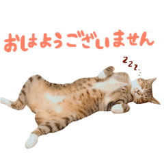 [LINEスタンプ] 松浦家のねこさん