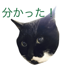 [LINEスタンプ] まっしゅうさんとピリカム