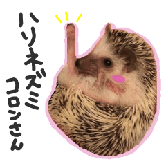 [LINEスタンプ] ハリネズミのコロンさん