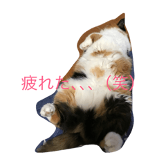 [LINEスタンプ] ブーちゃん、メイちゃん