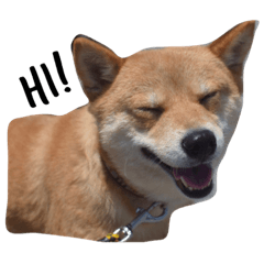 [LINEスタンプ] Shiba Queen Nico