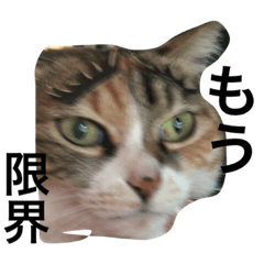 [LINEスタンプ] みけねこちゃーちゃとももこ