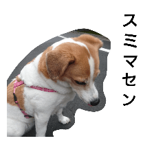 [LINEスタンプ] 犬のビビ