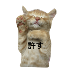 [LINEスタンプ] o家の猫さん