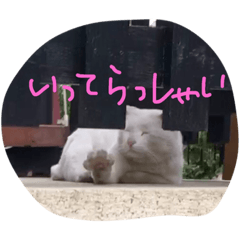 [LINEスタンプ] しろねこさん3