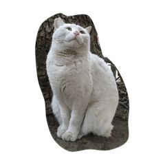 [LINEスタンプ] しろねこさん2