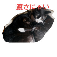[LINEスタンプ] いえねこ。