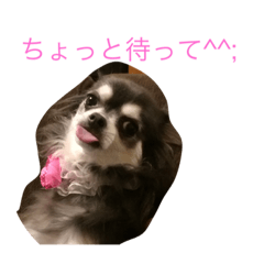 [LINEスタンプ] チワワのひめ