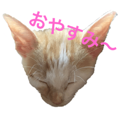 [LINEスタンプ] うににゃんスタンプ 