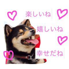[LINEスタンプ] 黒柴犬こたろうまるの日常スタンプ