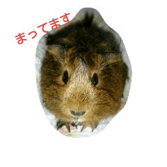 [LINEスタンプ] モルのあいさつ編