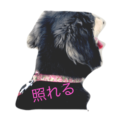 [LINEスタンプ] ワンワンコンビ