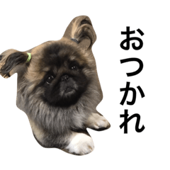 [LINEスタンプ] てぃむぺこ