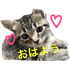 [LINEスタンプ] ねこねこにゃんスタンプ