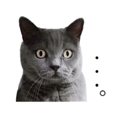 [LINEスタンプ] ブリティッシュのこたくん fetchpriority=high