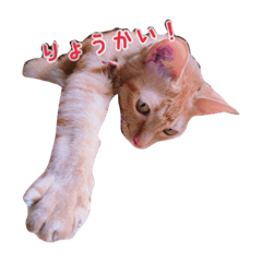 [LINEスタンプ] 猫娘ちゃちゃ1