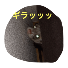 [LINEスタンプ] ☆すーさんのスタンプ☆