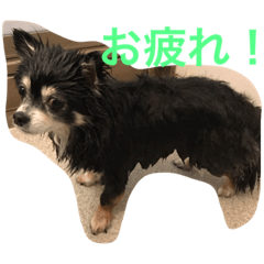 [LINEスタンプ] あおちゃんLIFE