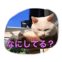 [LINEスタンプ] うちのねむりねこ