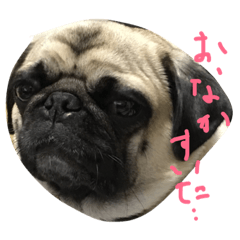 [LINEスタンプ] パグのミランダ、フレブルサマンサ