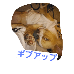 [LINEスタンプ] cute dog family