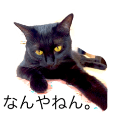 [LINEスタンプ] 黒猫あずき
