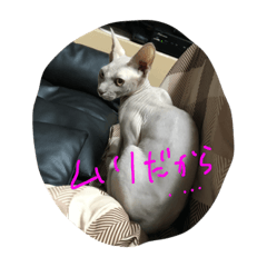 [LINEスタンプ] スフィンクスの心 猫の気持ち 日常的な会話