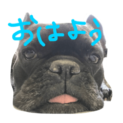 [LINEスタンプ] 心が震える可愛さのボブ2