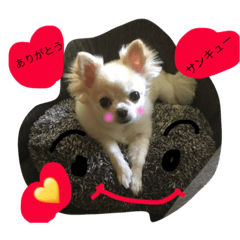 [LINEスタンプ] chiwawa  tsuna