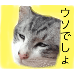 [LINEスタンプ] 実写！ペットだらけ