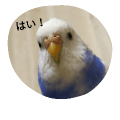 [LINEスタンプ] 使える可愛いうちのインコさん