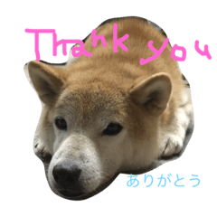 [LINEスタンプ] 柴犬そら