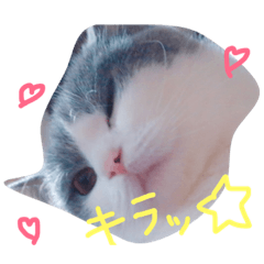 [LINEスタンプ] るるららろろくま