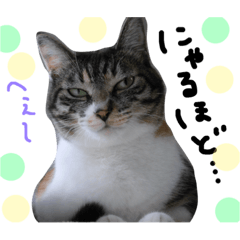 [LINEスタンプ] 猫の姉妹 ムギチョコ姉妹 Part2