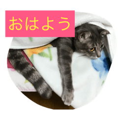 [LINEスタンプ] サフィーの3日目