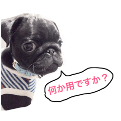 [LINEスタンプ] 黒パグ若の日常会話