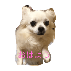 [LINEスタンプ] メロさん いろいろ 