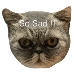 [LINEスタンプ] Expressive Dachin